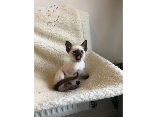 PoulaTo: Siamese kitten - Σιάμ γατάκι